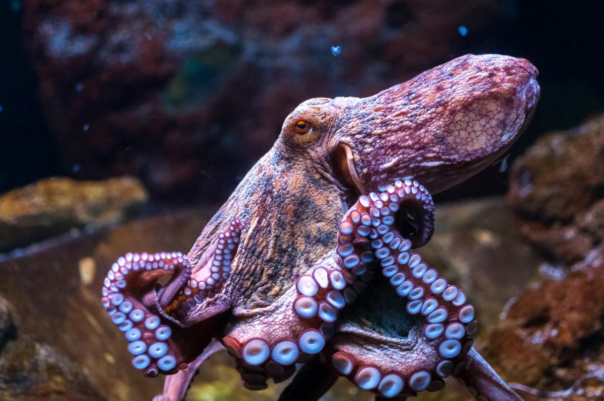 Stock photo of an octopus